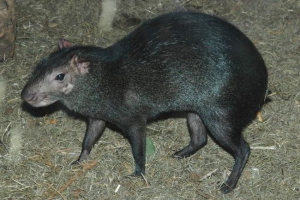 Meksykańskie aguti - mieszkaniec zimozielonych lasów Meksykańskie aguti - mieszkaniec zimozielonych lasów